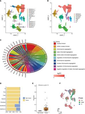 Single-cell RNA sequencing identifies a novel proliferation cell type affecting clinical outcome of pancreatic ductal adenocarcinoma